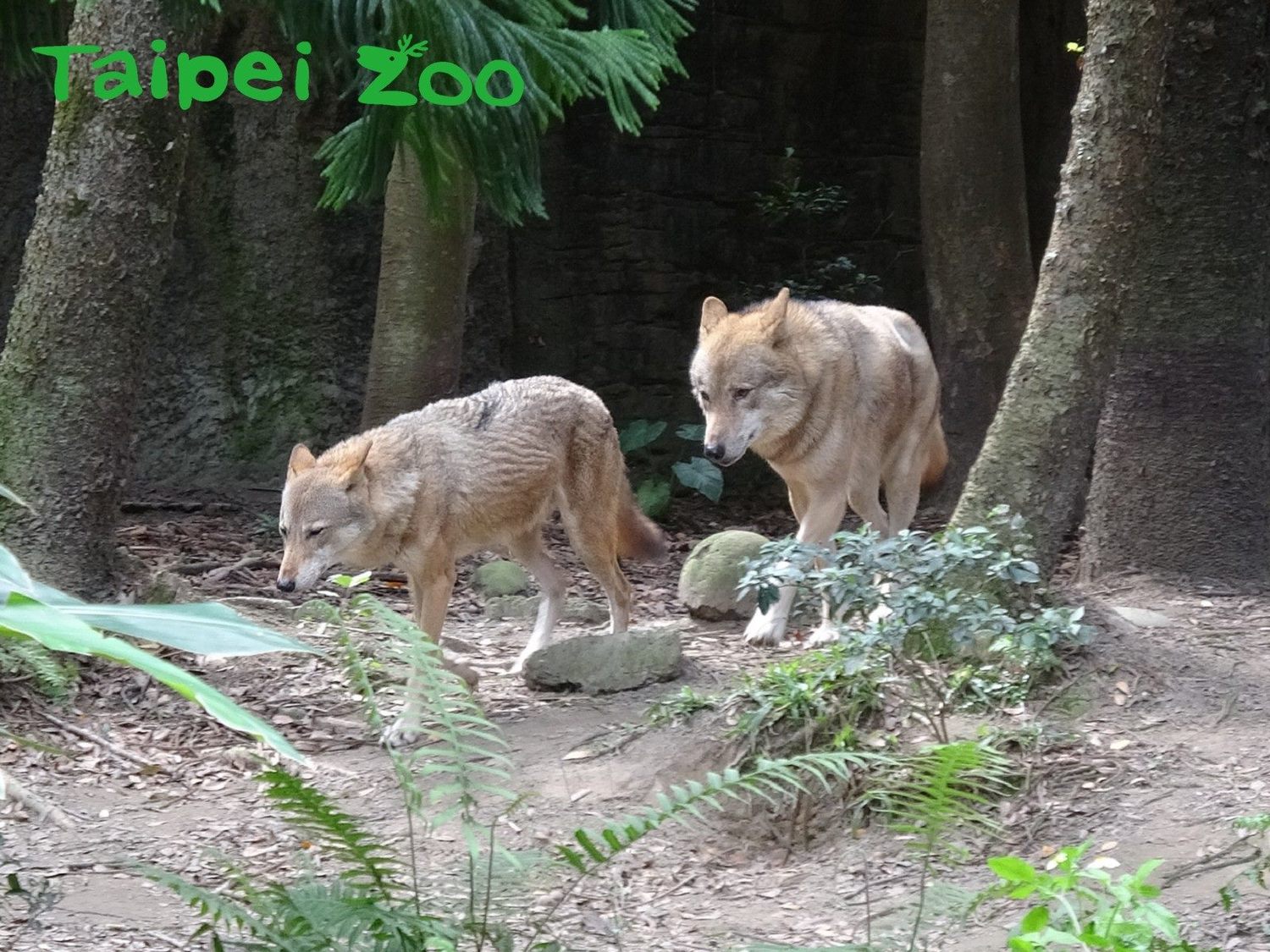 北美灰狼「沃夫」多年來苦苦追求「蘿拉」。 圖:北市動物園/提供 北美灰狼「沃夫」多年來苦苦追求「蘿拉」。 圖:北市動物園/提供
