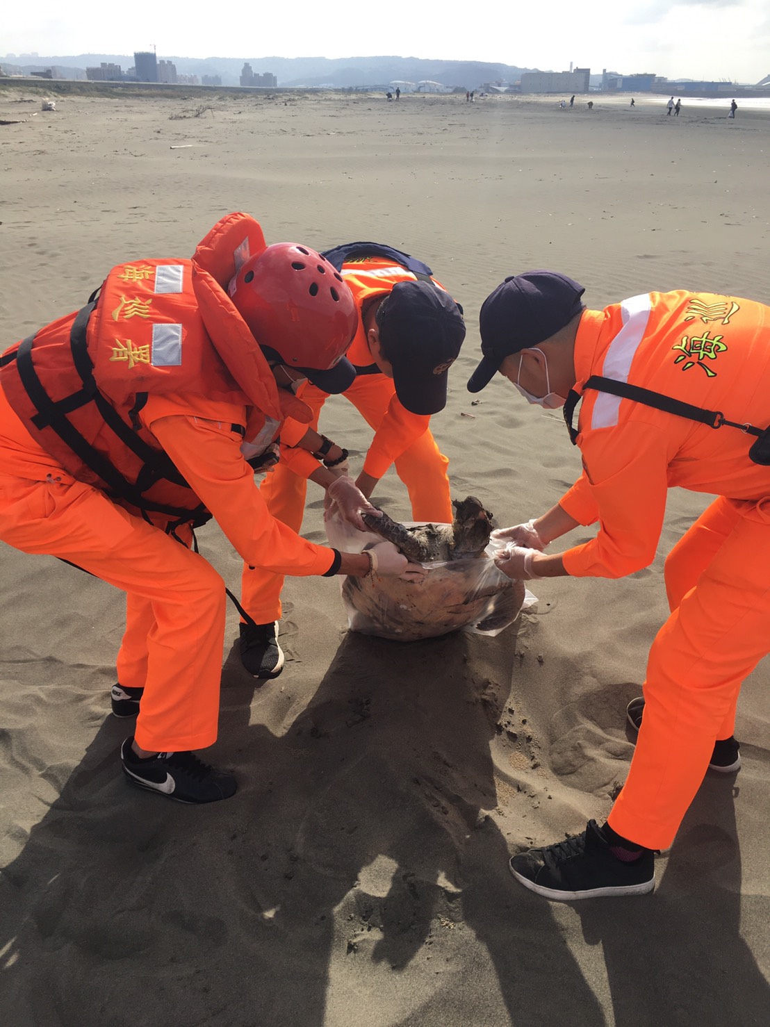 新北八里昨(23)日稍晚也發現一隻死亡綠蠵龜。 圖:海巡署/提供 新北八里昨(23)日稍晚也發現一隻死亡綠蠵龜。 圖:海巡署/提供