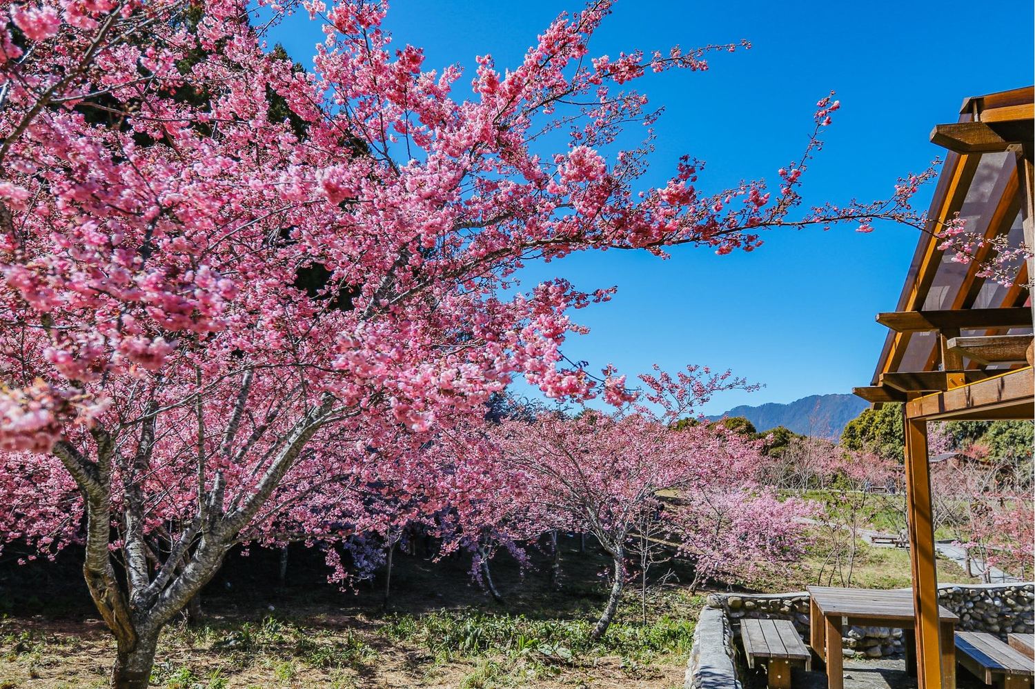 福壽山農場千櫻園。 圖:參山處/提供 福壽山農場千櫻園。 圖:參山處/提供