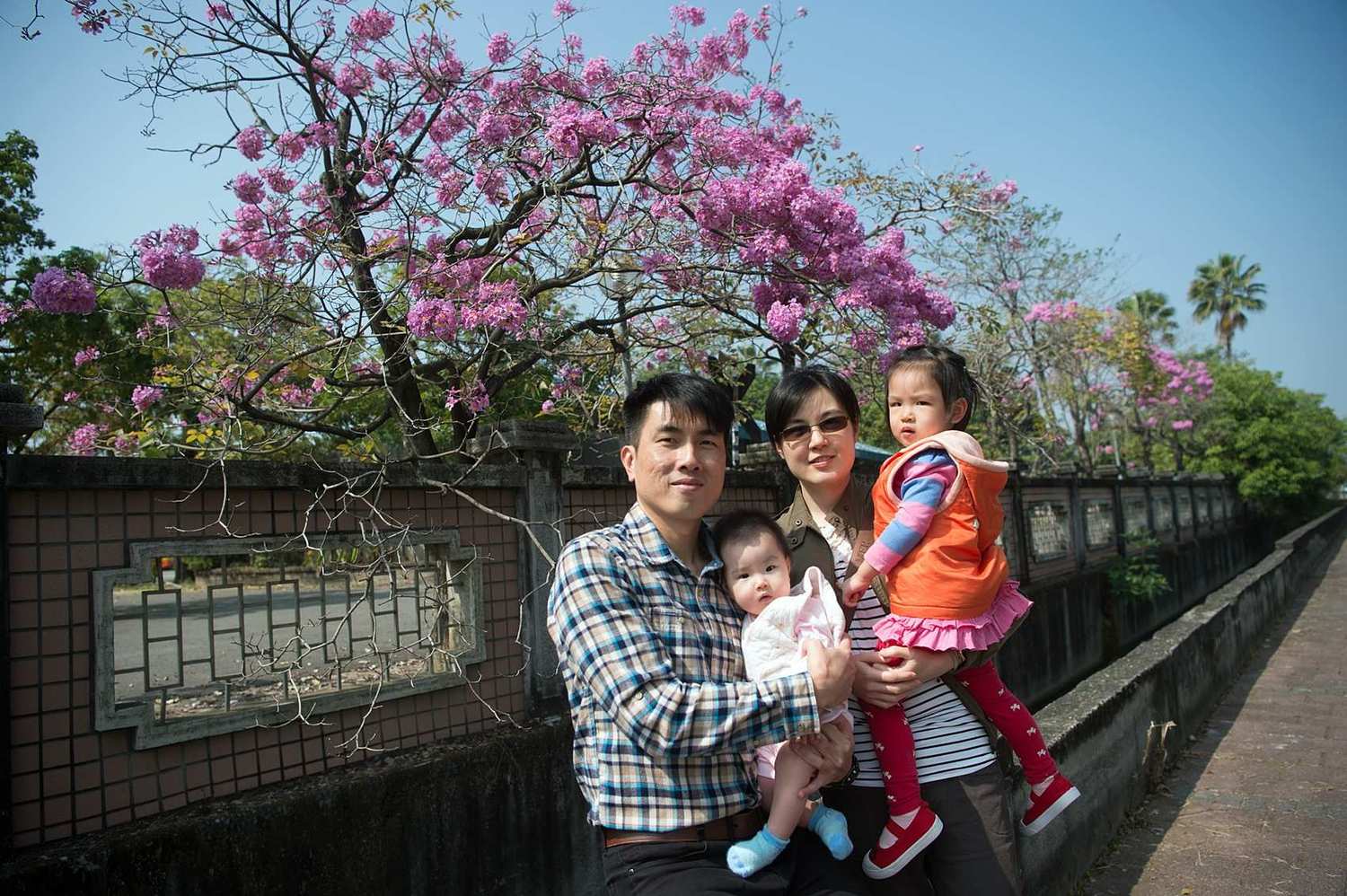 嘉義市高鐵大道、世賢路口附近的特殊學校圍牆旁,洋紅風鈴木228連假盛開,適合全家春遊賞花。 圖:嘉義市政府/提供 嘉義市高鐵大道、世賢路口附近的特殊學校圍牆旁,洋紅風鈴木228連假盛開,適合全家春遊賞花。 圖:嘉義市政府/提供