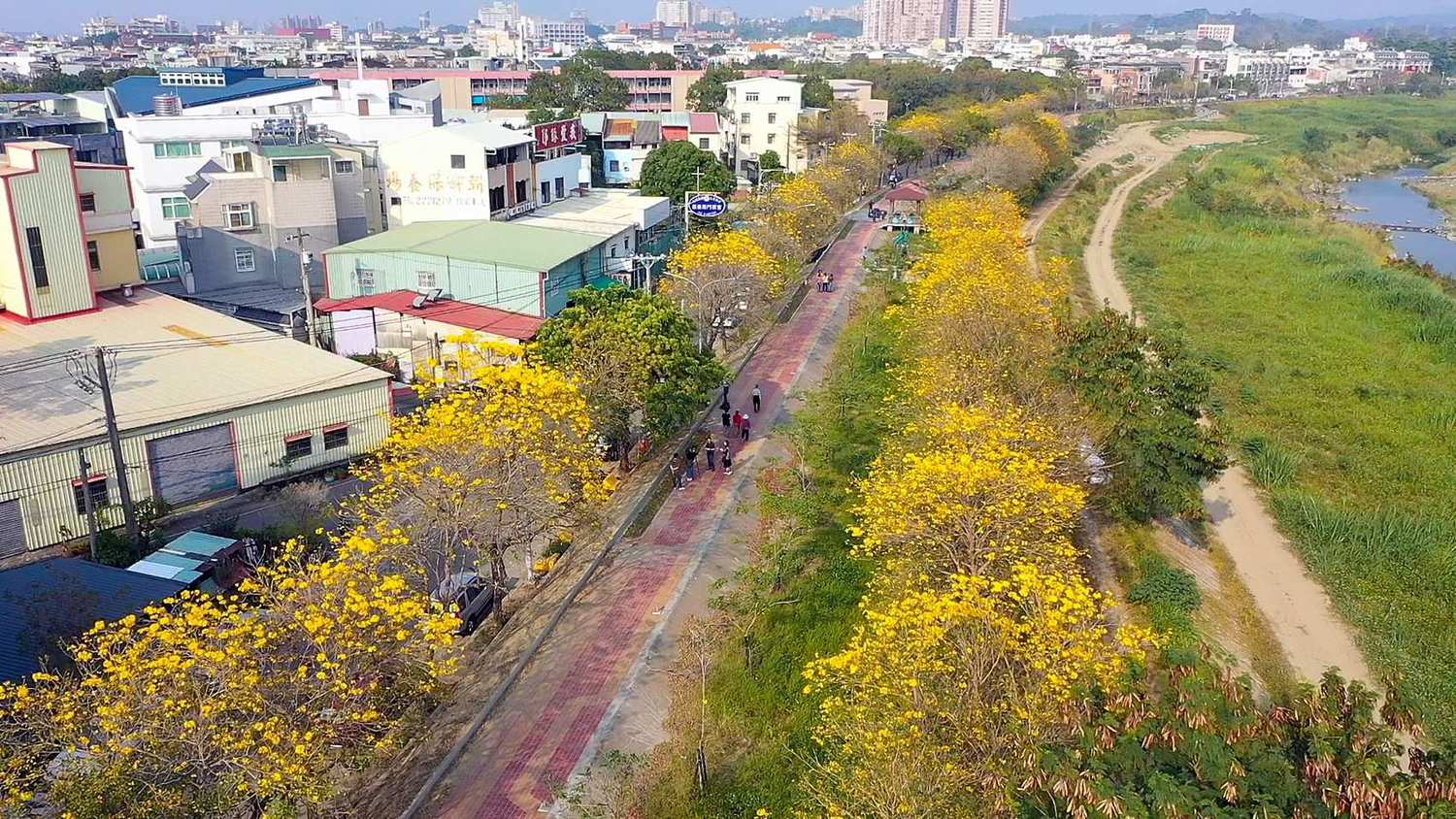 知名的嘉義市軍輝橋旁黃花風鈴木,繼洋紅風鈴木之後,準備接力上場。 圖:嘉義市政府/提供 知名的嘉義市軍輝橋旁黃花風鈴木,繼洋紅風鈴木之後,準備接力上場。 圖:嘉義市政府/提供