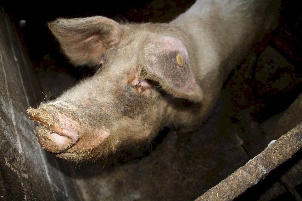 難醒的噩夢!  德國非洲豬瘟迅速擴散  農民痛批政府防疫不力