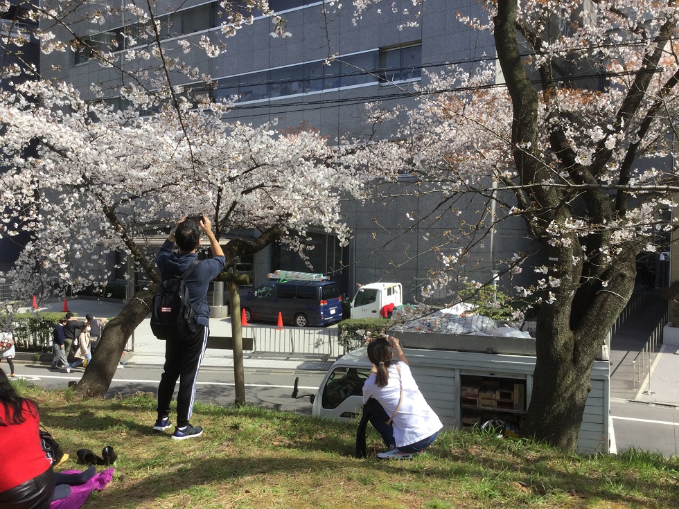 沒了陸客拉扯櫻花，21日在外濠有台灣女性客人扯櫻花到自己手機拍照，引入側目。 圖：劉黎兒攝影