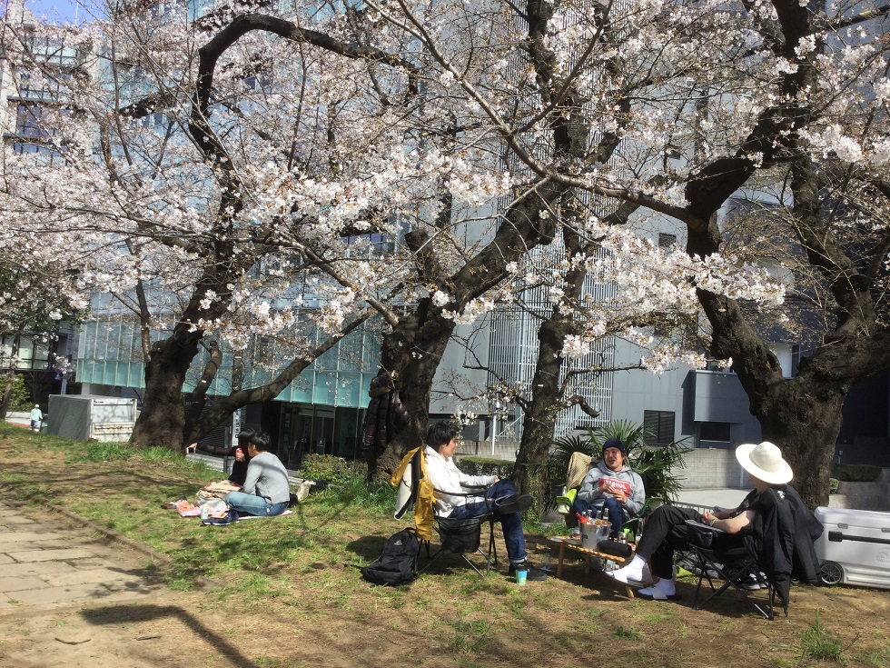 今年沒有陸客，賞櫻格外清幽。(圖為21日外濠櫻花名所狀態) 圖：劉黎兒攝影