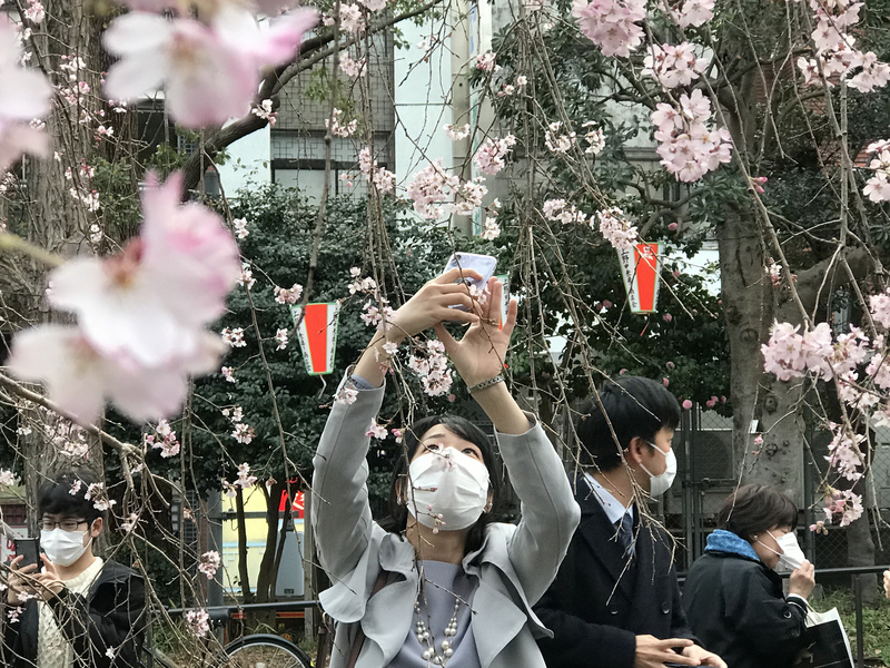 東京上野恩賜公園有上千株櫻花,每年可吸引逾300萬賞櫻客。入口處的枝垂櫻盛開,許多遊客在此拍照打卡。 圖:中央社 東京上野恩賜公園有上千株櫻花,每年可吸引逾300萬賞櫻客。入口處的枝垂櫻盛開,許多遊客在此拍照打卡。 圖:中央社