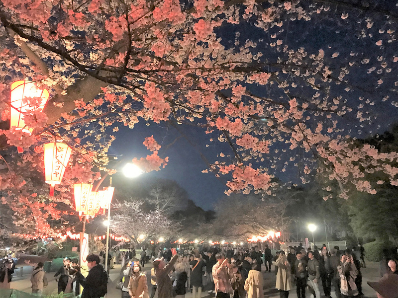 東京上野恩賜公園有上千株櫻花,是日本知名的賞櫻景點,21日受到武漢肺炎疫情影響,賞櫻氣氛不如往年熱絡,但遊客仍可賞夜櫻,別有一番風情。 圖:中央社 東京上野恩賜公園有上千株櫻花,是日本知名的賞櫻景點,21日受到武漢肺炎疫情影響,賞櫻氣氛不如往年熱絡,但遊客仍可賞夜櫻,別有一番風情。 圖:中央社