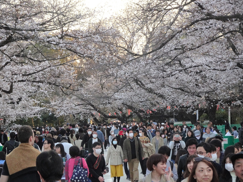 日本東京上野恩賜公園櫻花怒放,受到武漢肺炎疫情影響,今年賞櫻客比去年少,但最近3天連假,湧入的遊客超乎預期。圖為21日的景象。 圖:中央社 日本東京上野恩賜公園櫻花怒放,受到武漢肺炎疫情影響,今年賞櫻客比去年少,但最近3天連假,湧入的遊客超乎預期。圖為21日的景象。 圖:中央社