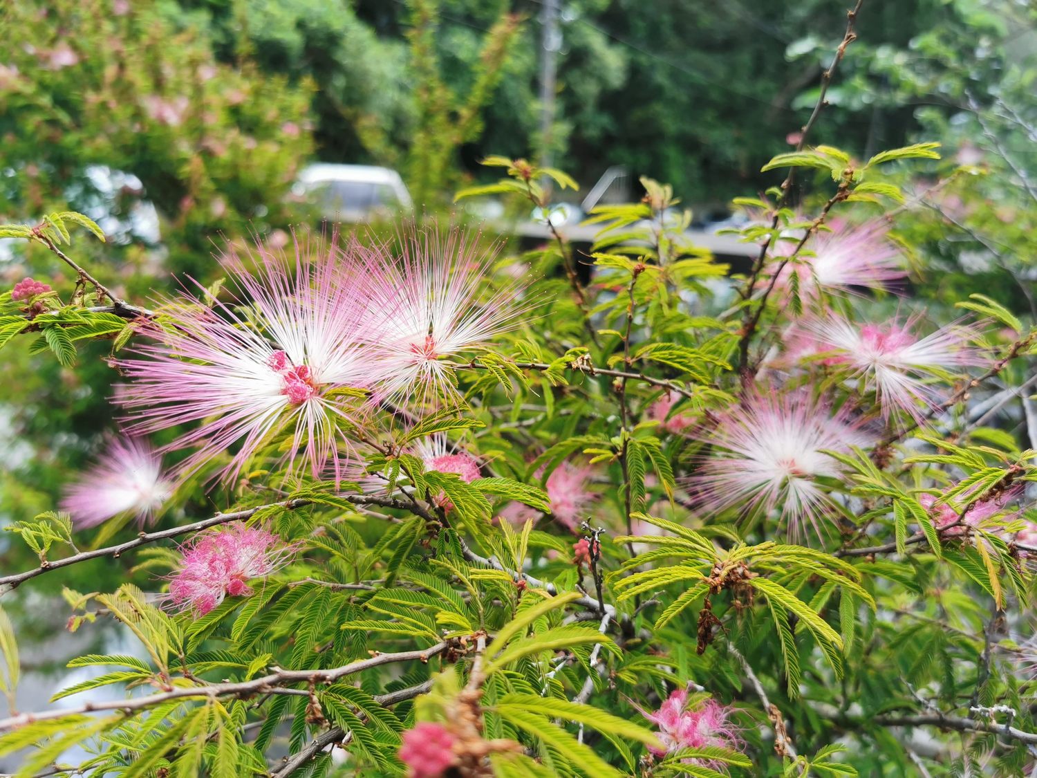 台灣常栽培的另一種粉撲花-蘇利南合歡,花色為粉紅色。 圖:台北市工務局/提供 台灣常栽培的另一種粉撲花-蘇利南合歡,花色為粉紅色。 圖:台北市工務局/提供