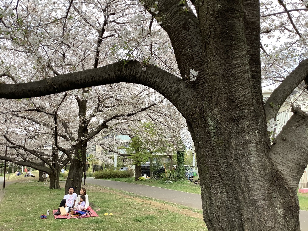 因為自肅,偌大的公園與櫻花美景只有少數人獨佔。 圖:劉黎兒攝影 因為自肅,偌大的公園與櫻花美景只有少數人獨佔。 圖:劉黎兒攝影