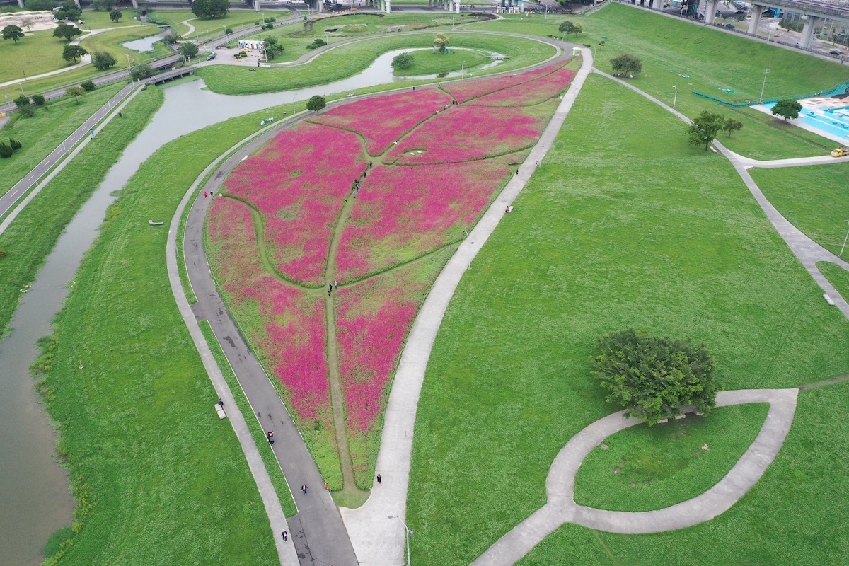 新北大都會公園佔地約1公頃紅豔豔的百日草,在春日溫暖的陽光及徐徐微風撥弄下,搖曳生姿。 圖:新北市政府/提供 新北大都會公園佔地約1公頃紅豔豔的百日草,在春日溫暖的陽光及徐徐微風撥弄下,搖曳生姿。 圖:新北市政府/提供