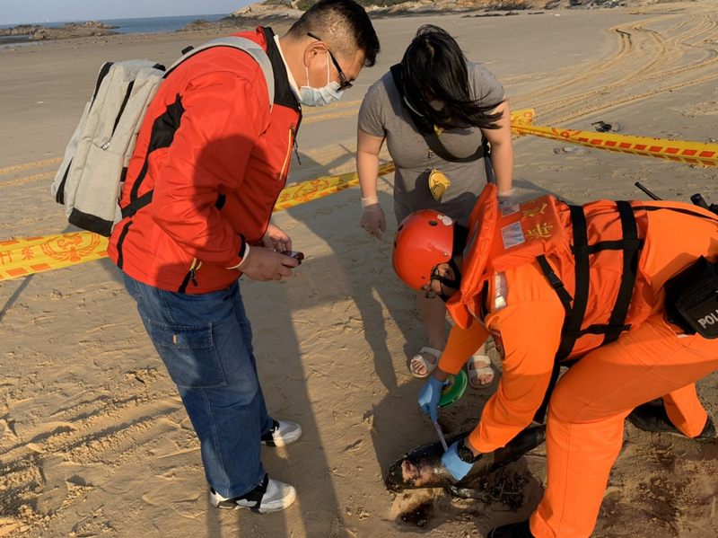 海巡署第九(金門)岸巡隊今天表示,岸巡人員在金沙鎮船型堡岸際發現一隻死亡鯨豚,外觀大致良好,無明顯外傷,死亡原因不明。這是今年金門地區第7起鯨豚擱淺死亡案。 圖 : 金門岸巡隊/ 提供 海巡署第九(金門)岸巡隊今天表示,岸巡人員在金沙鎮船型堡岸際發現一隻死亡鯨豚,外觀大致良好,無明顯外傷,死亡原因不明。這是今年金門地區第7起鯨豚擱淺死亡案。 圖 : 金門岸巡隊/ 提供