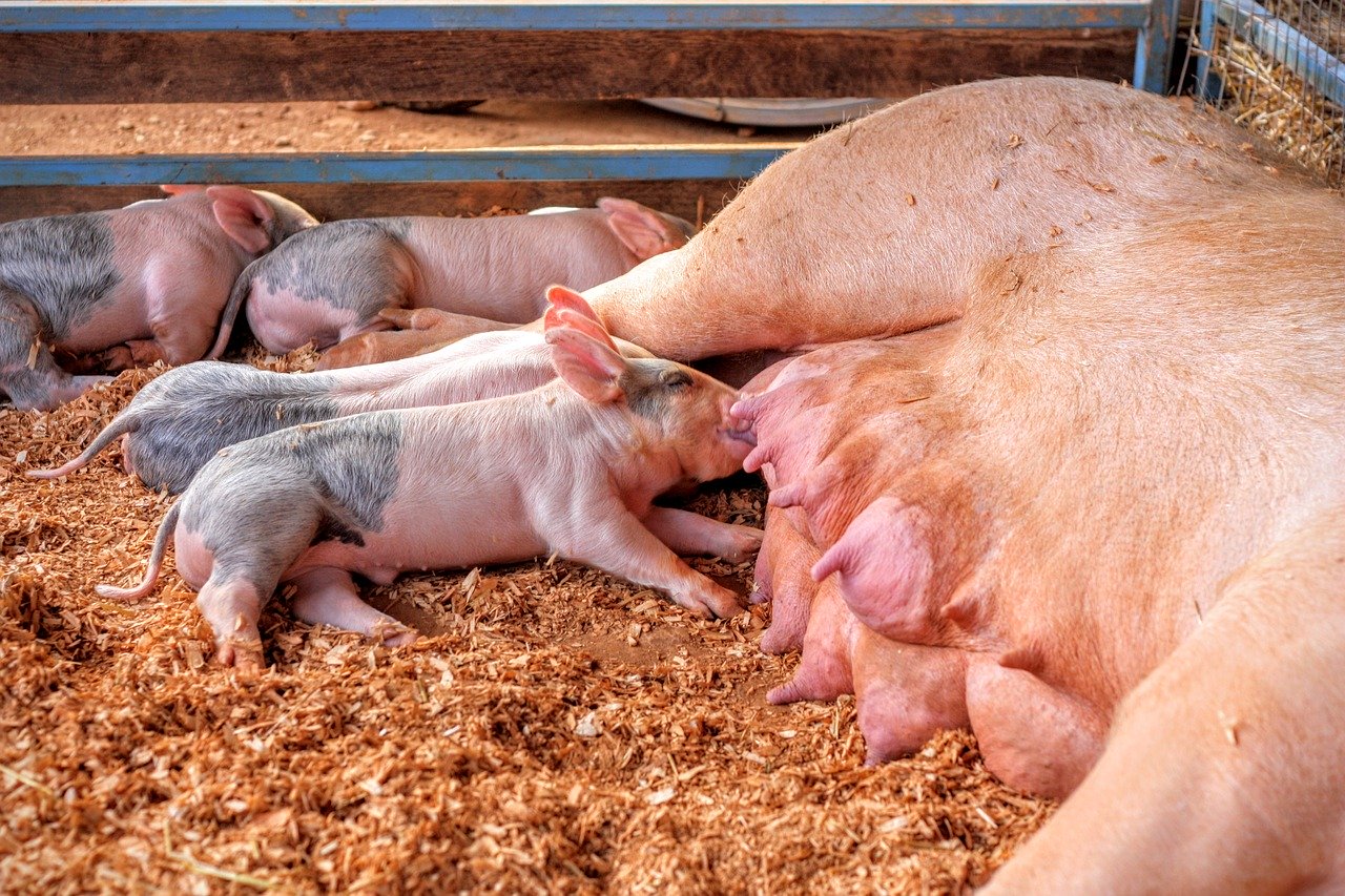 受到武漢肺炎疫情影響，豬肉市場供過於求，不少小豬面臨被安樂死的情況。   圖：翻攝自Pixabay（資料照片）