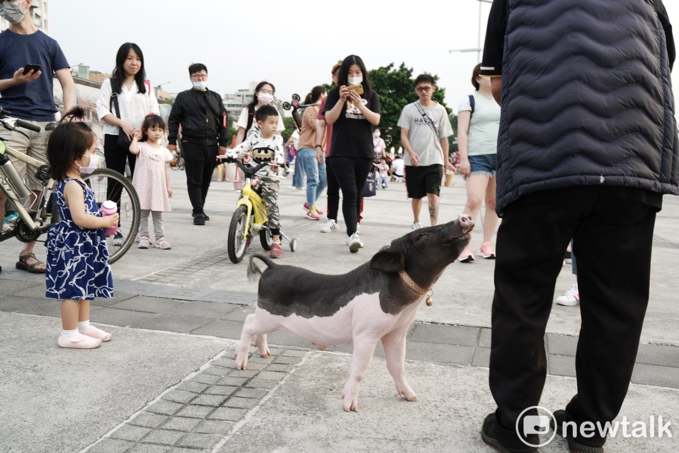 豬豬出現,引起一陣騷動。 圖:張良一/攝 豬豬出現,引起一陣騷動。 圖:張良一/攝