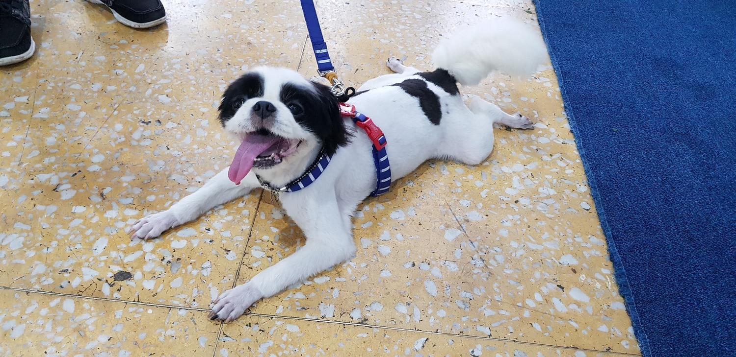 吳朋奉生前愛犬也到場送主人最後一程。 圖:金熙國際/提供 吳朋奉生前愛犬也到場送主人最後一程。 圖:金熙國際/提供