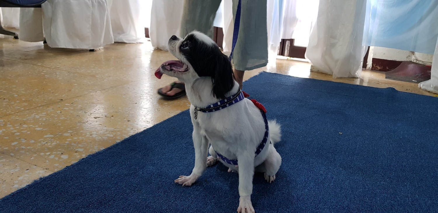吳朋奉生前愛犬也到場送主人最後一程。 圖:金熙國際/提供 吳朋奉生前愛犬也到場送主人最後一程。 圖:金熙國際/提供