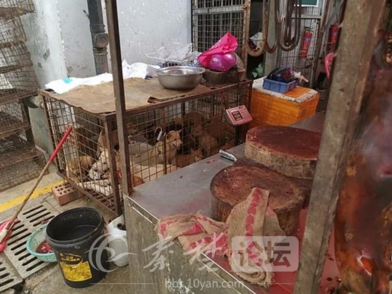 網傳犬隻屠宰現場 圖:擷取自baidu 網傳犬隻屠宰現場 圖:擷取自baidu
