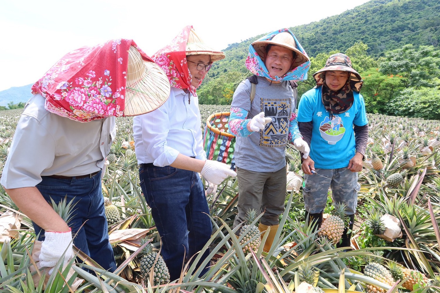林佳龍(右2)為推廣國內安心旅遊,親自戴上斗笠採鳳梨。 圖:交通部觀光局/提供 林佳龍(右2)為推廣國內安心旅遊,親自戴上斗笠採鳳梨。 圖:交通部觀光局/提供