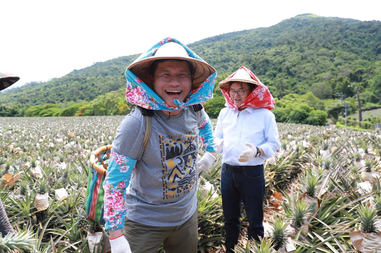 林佳龍戴上斗笠親自採鳳梨。 圖:交通部觀光局/提供 林佳龍戴上斗笠親自採鳳梨。 圖:交通部觀光局/提供