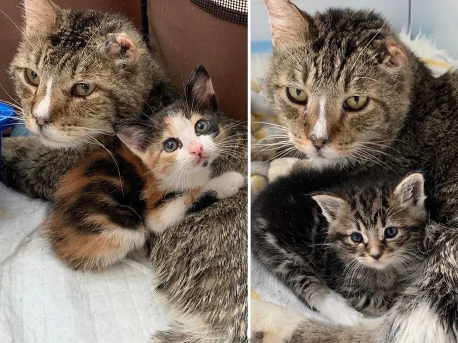 哈羅都義無反顧將救援小貓當成自己的親生孩子一樣。 圖/Alley Cat Rescue 哈羅都義無反顧將救援小貓當成自己的親生孩子一樣。 圖/Alley Cat Rescue