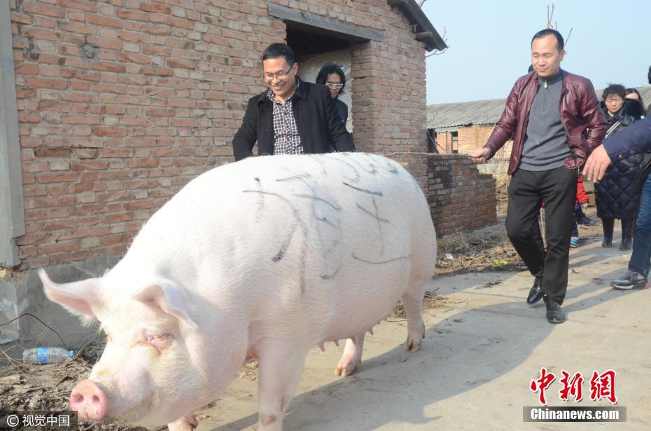 中國豬價又飆漲  網自嘲：「說你像頭豬是高估你的身價」