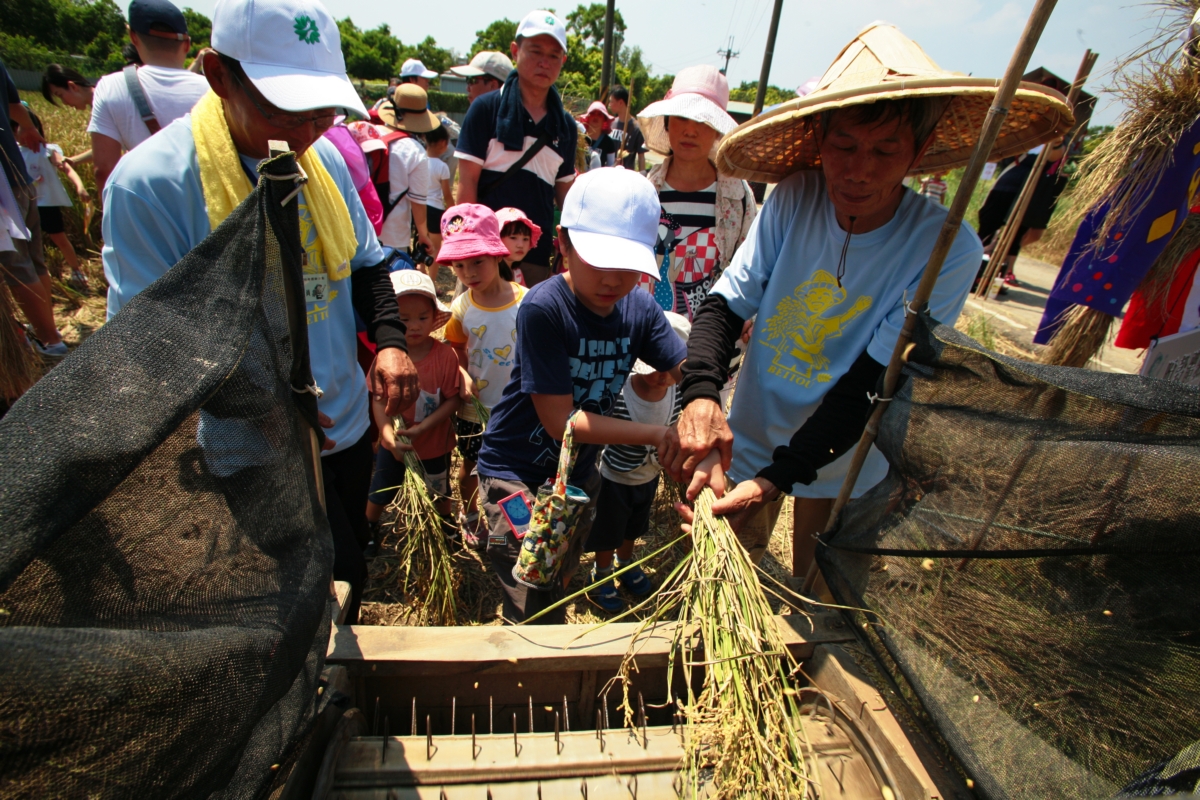 北市產發局與北投農會合辦的割稻活動共有4梯次。 圖:北市產發局/提供 北市產發局與北投農會合辦的割稻活動共有4梯次。 圖:北市產發局/提供