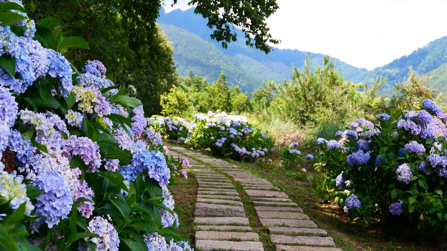 農場內現在滿開繡球花,預計本月中旬結束。 圖:武陵農場/提供 農場內現在滿開繡球花,預計本月中旬結束。 圖:武陵農場/提供