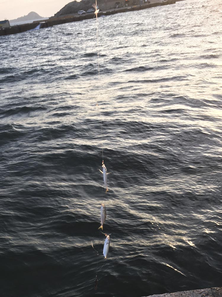 鯷魚是馬祖夏天非常容易釣到的魚。 圖:張良一/攝 鯷魚是馬祖夏天非常容易釣到的魚。 圖:張良一/攝