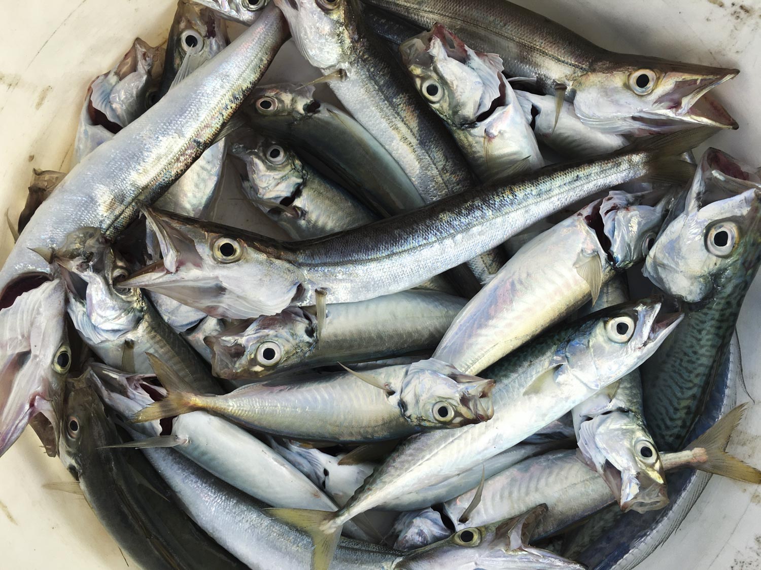 剛釣上岸的鯷魚魚身油亮非常新鮮。 圖:張良一/攝 剛釣上岸的鯷魚魚身油亮非常新鮮。 圖:張良一/攝