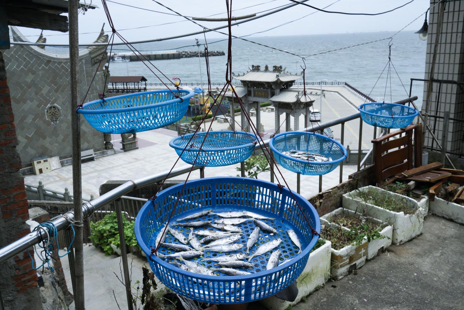 曬鯷魚可說是馬祖四鄉五島夏季最常見的風景。 圖:張良一/攝 曬鯷魚可說是馬祖四鄉五島夏季最常見的風景。 圖:張良一/攝