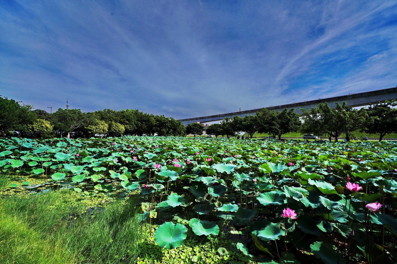 二重疏洪道荷花公園面積達3500平方公尺。 圖:新北高灘地管理處/提供 二重疏洪道荷花公園面積達3500平方公尺。 圖:新北高灘地管理處/提供