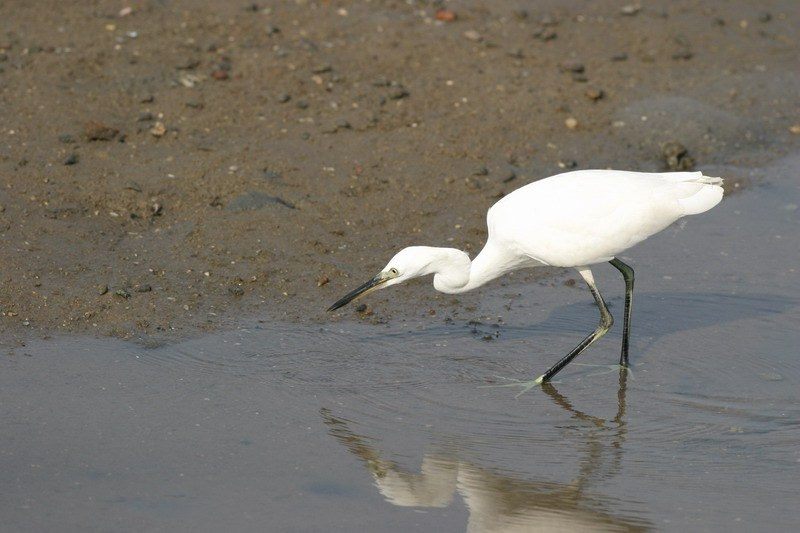 水利處推出免費賞鳥課程,以「鳥瞰」的方式,認識濕地與生活在其中的眾多生物。 圖:北市水利處/提供 水利處推出免費賞鳥課程,以「鳥瞰」的方式,認識濕地與生活在其中的眾多生物。 圖:北市水利處/提供