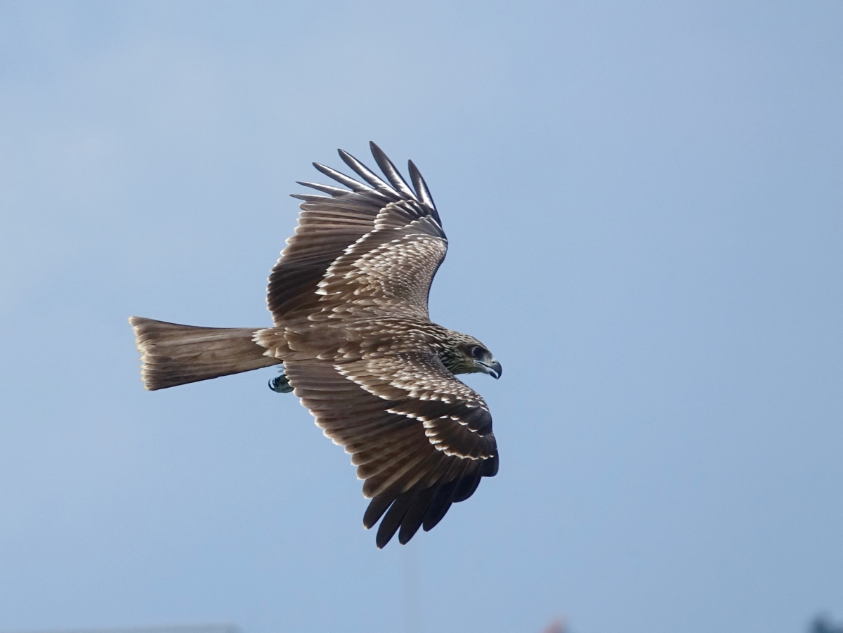 黑鳶列為第 II級珍貴稀有野生動物。 圖:海科館/提供(沈錦豐攝) 黑鳶列為第 II級珍貴稀有野生動物。 圖:海科館/提供(沈錦豐攝)