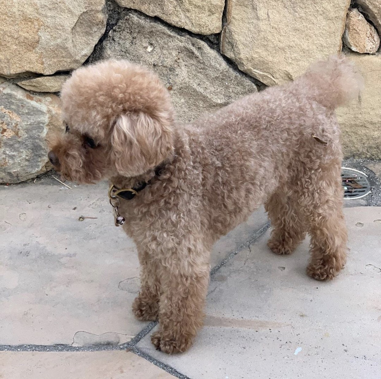 奧蘭多布魯的愛犬Mighty。 圖:翻攝Instagram 奧蘭多布魯的愛犬Mighty。 圖:翻攝Instagram