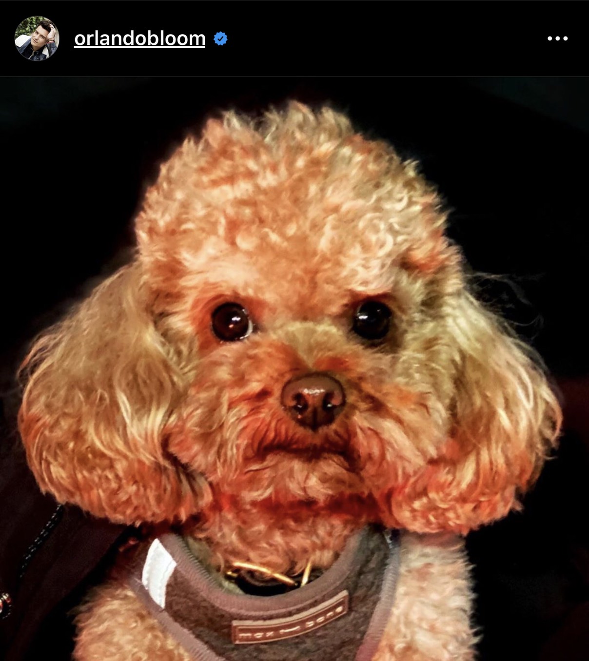 奧蘭多布魯的愛犬Mighty。 圖:翻攝Instagram 奧蘭多布魯的愛犬Mighty。 圖:翻攝Instagram
