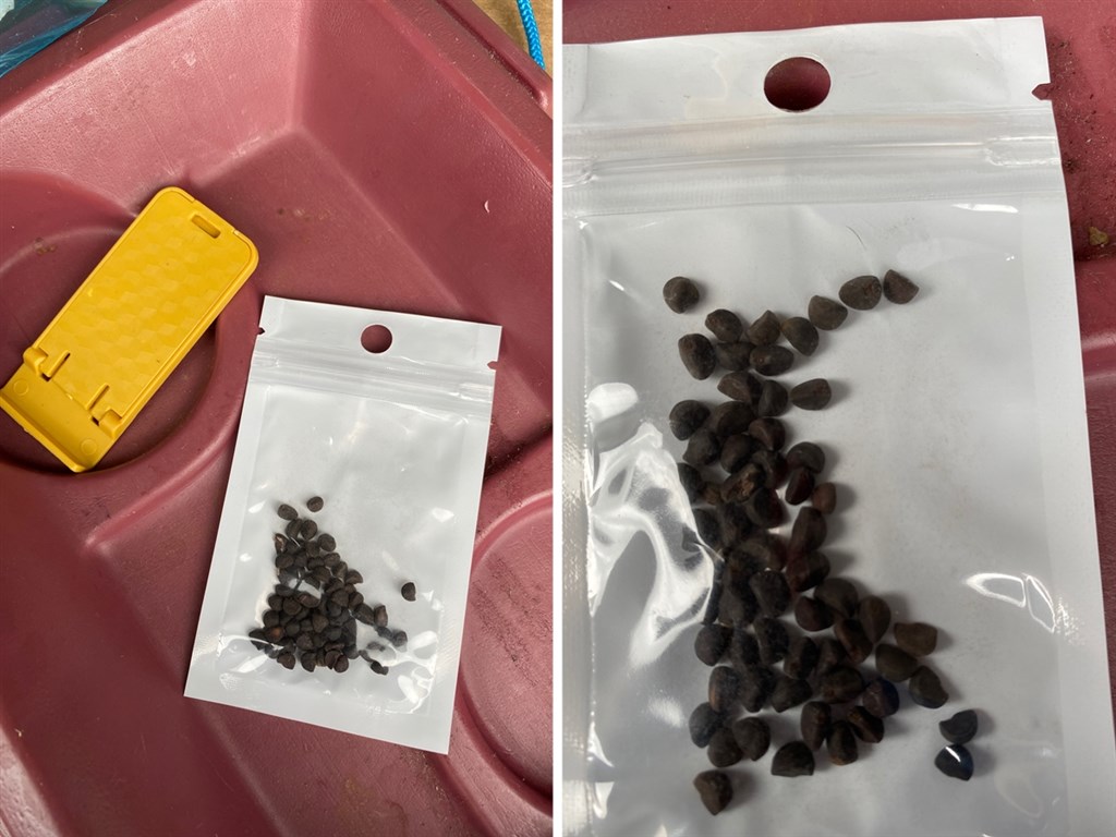 這些來自中國的包裹外寫著內容物是珠寶,但民眾打開後發現是植物種子。 圖:翻攝VaAgriculture推特 這些來自中國的包裹外寫著內容物是珠寶,但民眾打開後發現是植物種子。 圖:翻攝VaAgriculture推特