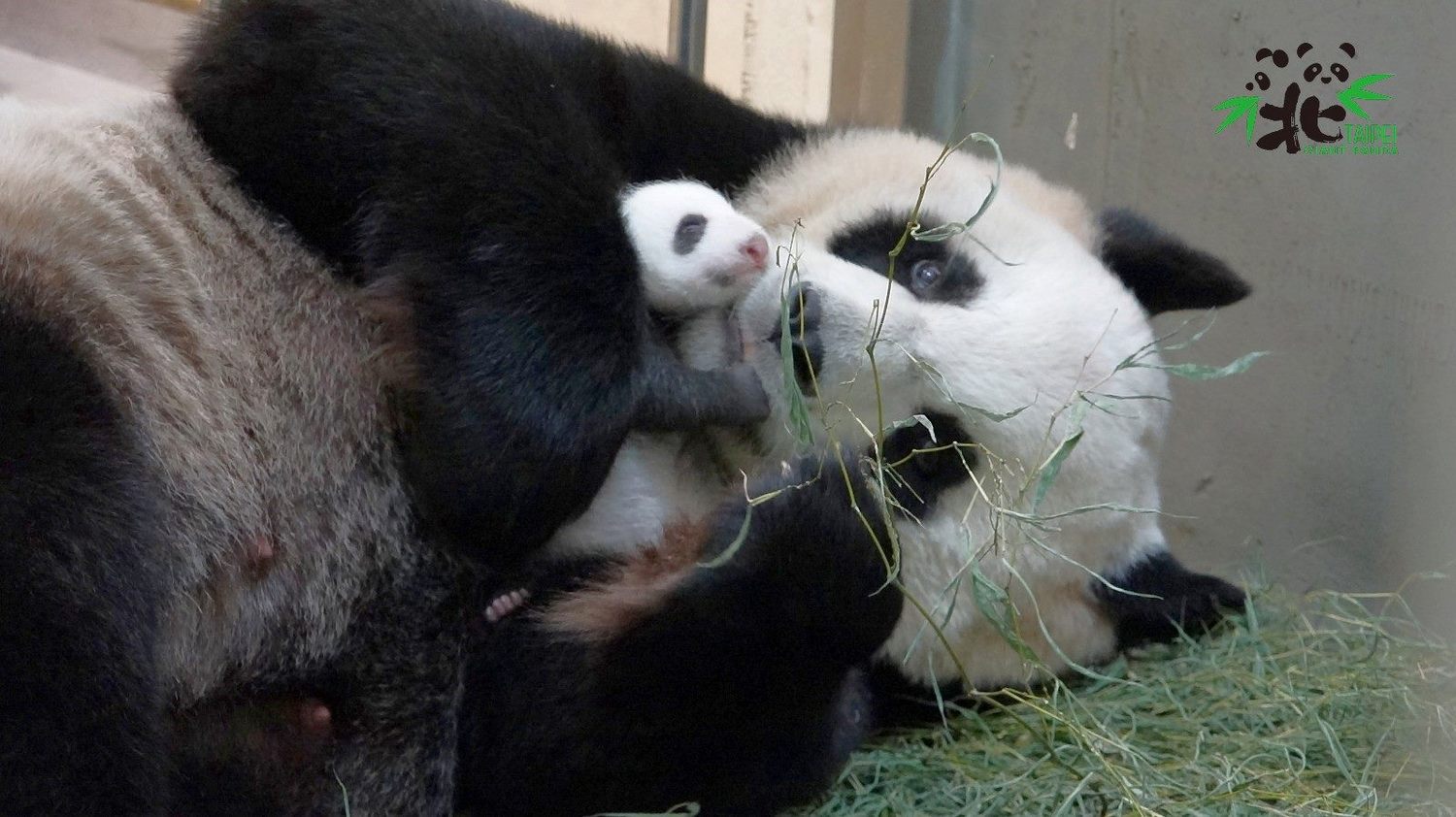 夜訪動物免曬太陽！台北市立動物園暑期夜間開放到9時