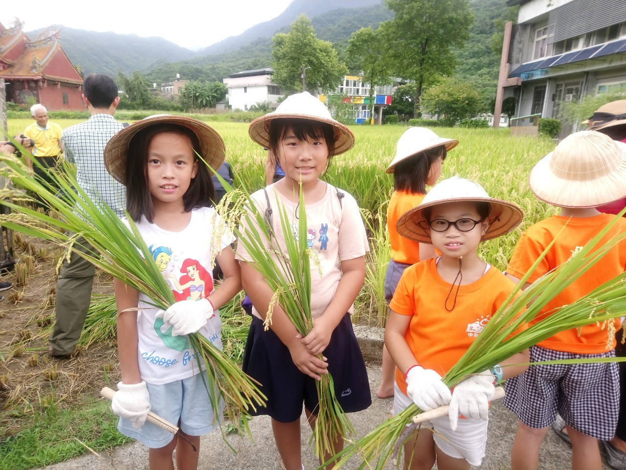 新北友善田園稻收割   金山學童食農體驗