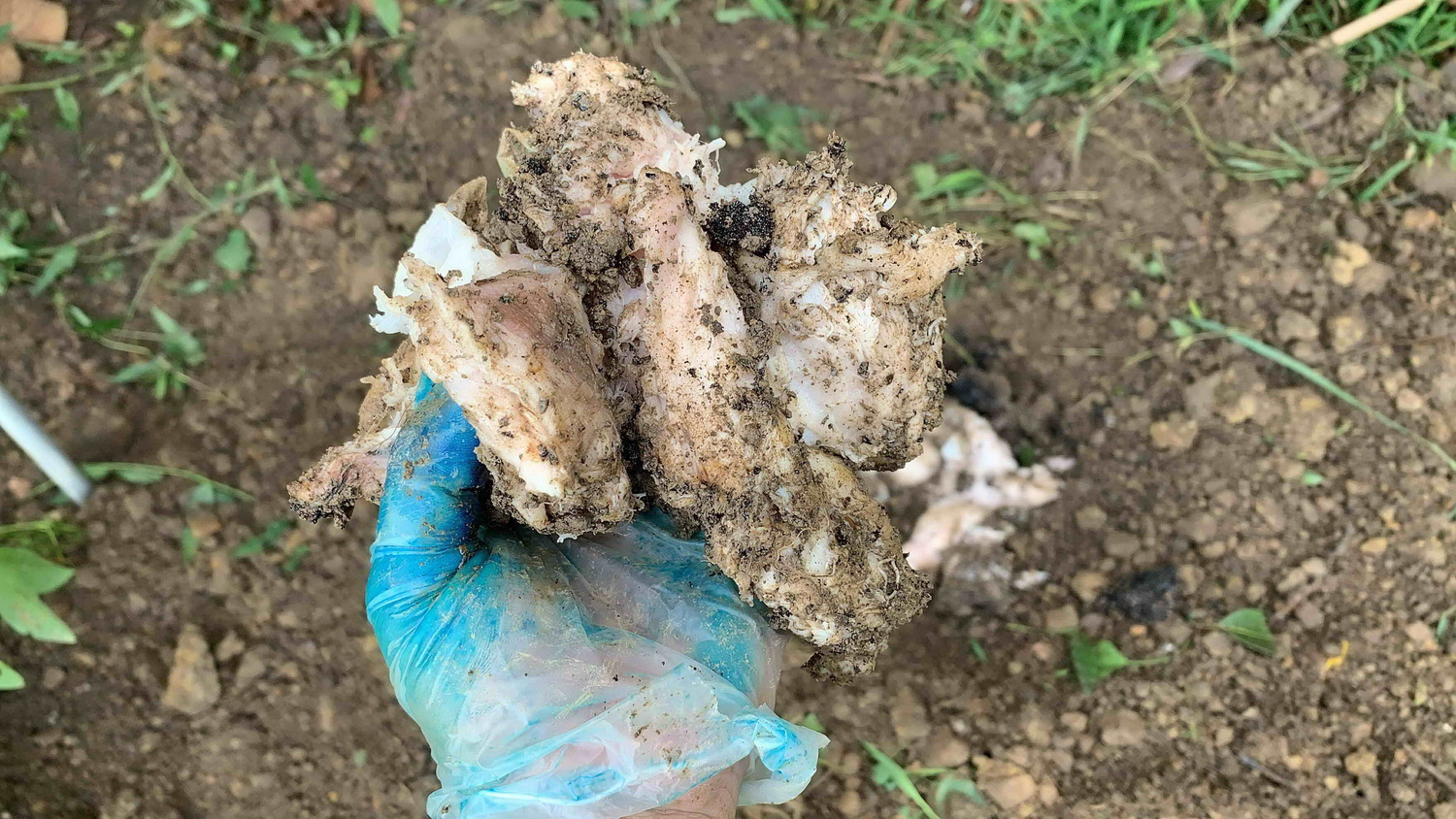 稽查員從土中挖出掩埋的廢魚肉。 圖:新北市環保局提供 稽查員從土中挖出掩埋的廢魚肉。 圖:新北市環保局提供