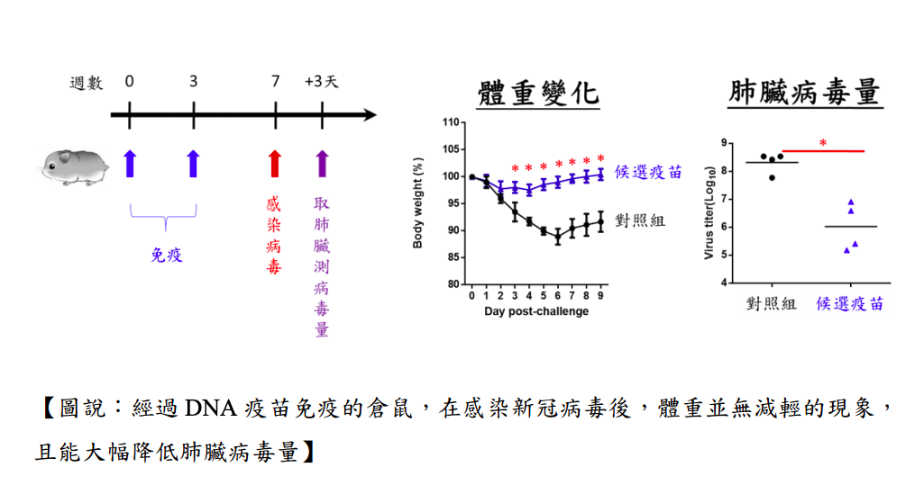 根據DNA疫苗的實驗結果顯示,經過施打的倉鼠,體重和活動量都沒有受到病毒影響。 圖:擷取自國衛院 根據DNA疫苗的實驗結果顯示,經過施打的倉鼠,體重和活動量都沒有受到病毒影響。 圖:擷取自國衛院
