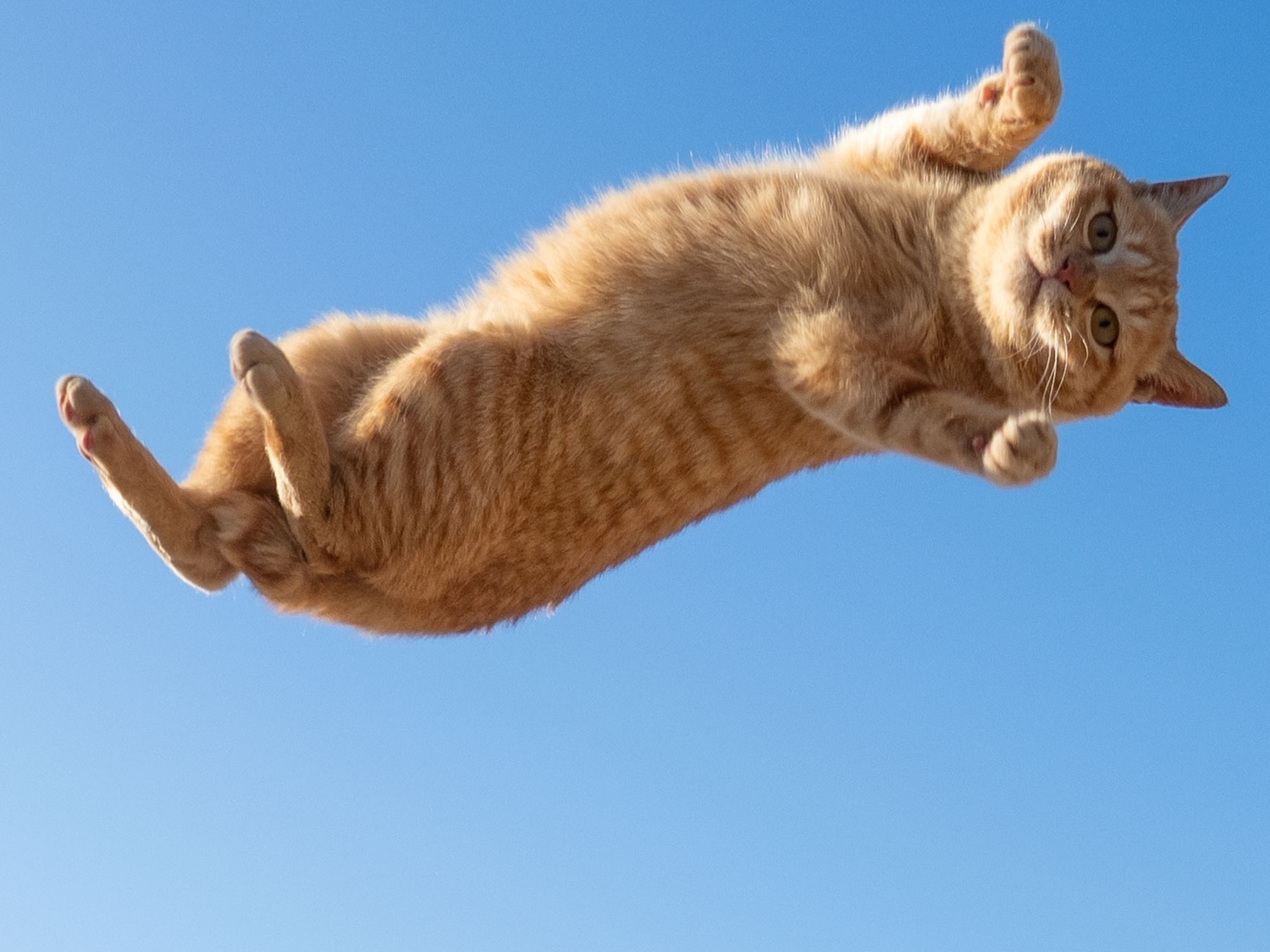 日本攝影師捕捉貓跳躍瞬間　橘貓懸在半空中「一臉看透喵生」