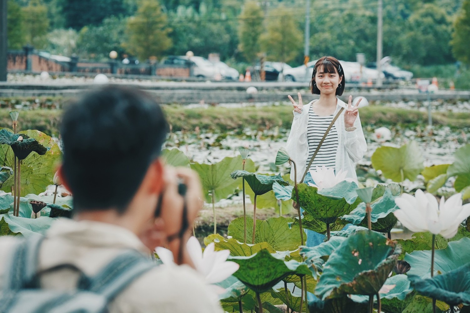 旅人們能穿梭在荷花田中拍美照。 圖:新北市政府綠美化環境景觀處/提供 旅人們能穿梭在荷花田中拍美照。 圖:新北市政府綠美化環境景觀處/提供