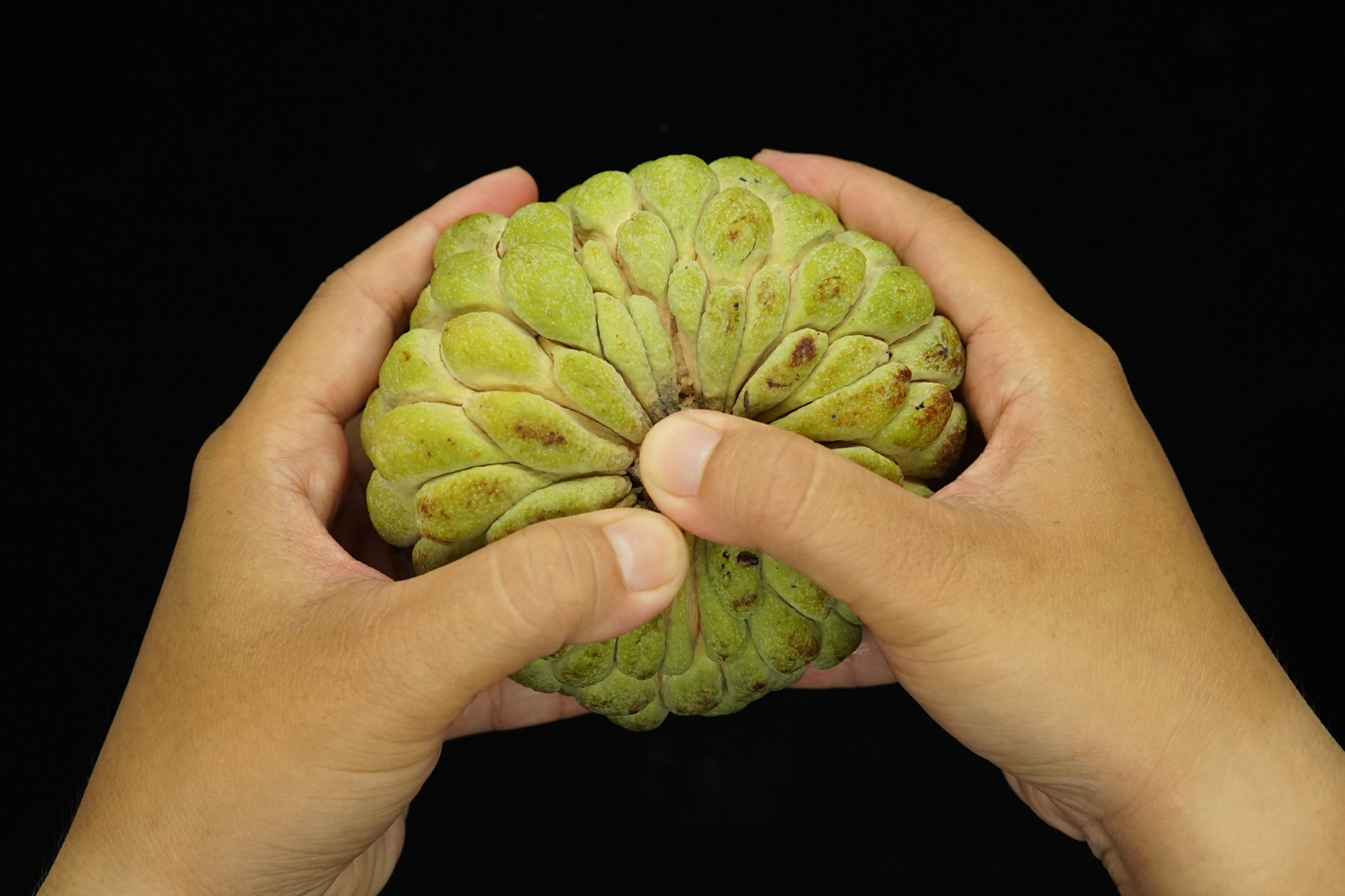 軟熟的釋迦可按壓果梗處,撥開品嘗。 圖:農委會/提供 軟熟的釋迦可按壓果梗處,撥開品嘗。 圖:農委會/提供