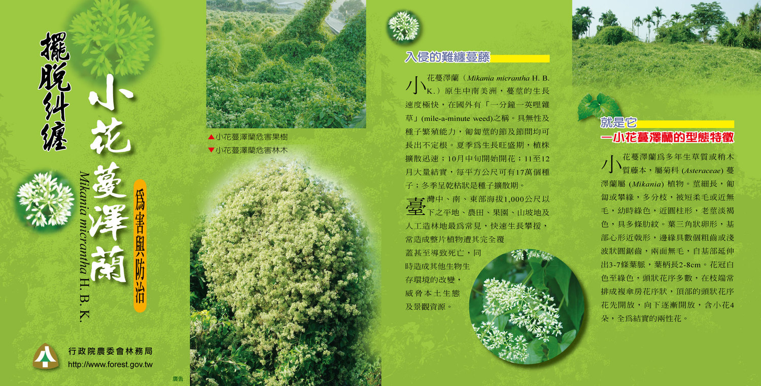 小花蔓澤蘭介紹-1 圖:林務局/提供 小花蔓澤蘭介紹-1 圖:林務局/提供