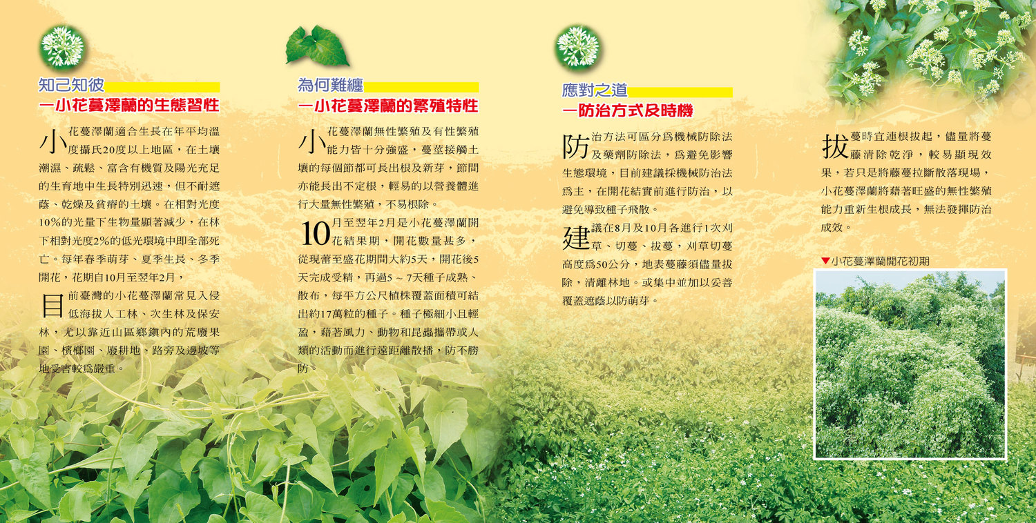 小花蔓澤蘭介紹-2 圖:林務局/提供 小花蔓澤蘭介紹-2 圖:林務局/提供