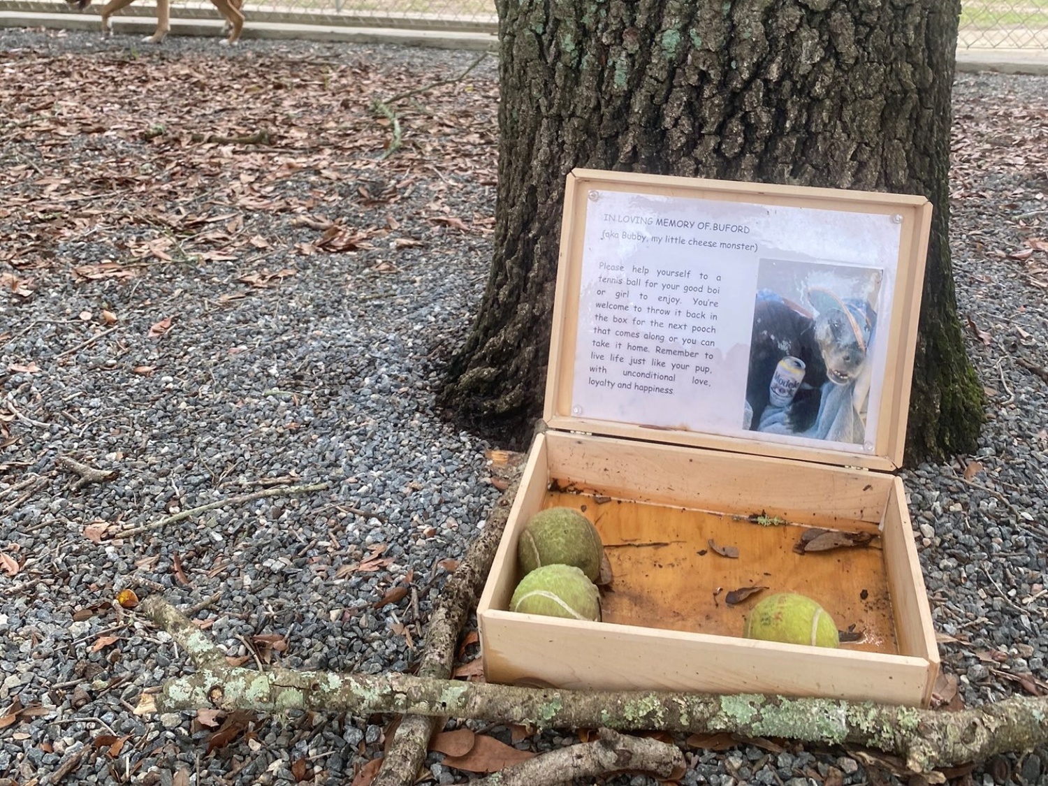 女子在狗公園瞧見神秘木箱有網球　走近看到心碎紀念文秒飆淚！