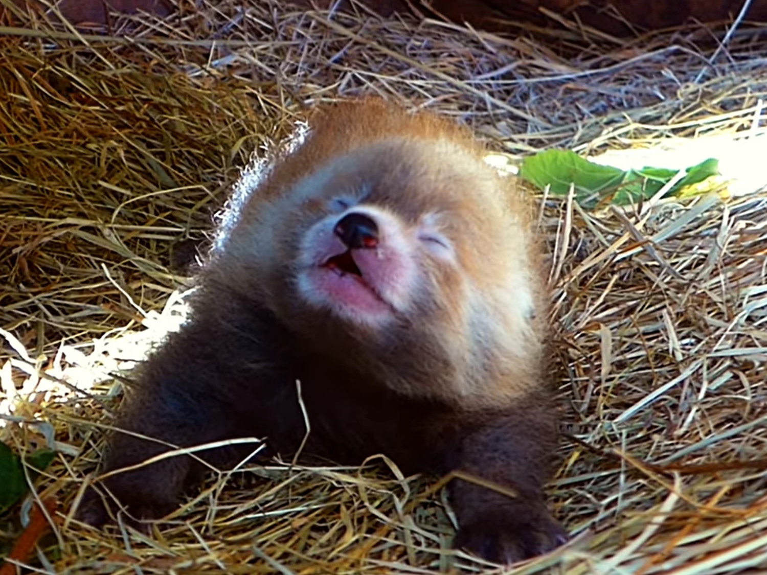 (影)荷蘭動物園喜迎小貓熊寶寶　鏡頭前突然「哈啾」萌翻所有人