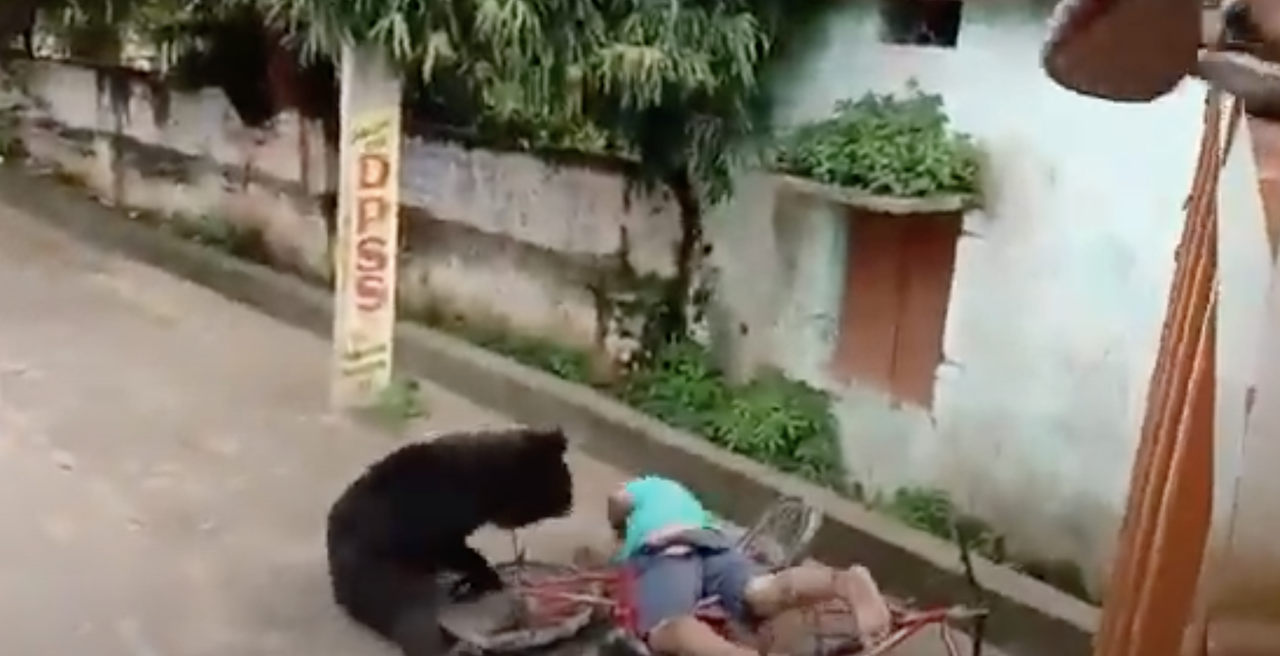 印度東部印度東部巴瓦尼帕特納(Bhawanipatna)驚傳一起黑熊闖進蔬果市場內攻擊人類事件。 圖:截取自YouTube Stay Tuned with Puja 印度東部印度東部巴瓦尼帕特納(Bhawanipatna)驚傳一起黑熊闖進蔬果市場內攻擊人類事件。 圖:截取自YouTube Stay Tuned with Puja