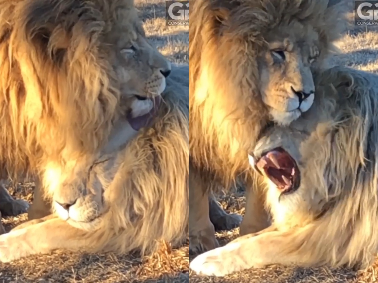 (影)公獅被同伴狂蹭舔好舒服　下秒卻假裝怒吼：鼻要啦有人在看！