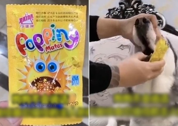 喪心病狂！中國「寵物大胃王」虐狗影片興起 逼吃辣椒、強塞跳跳糖