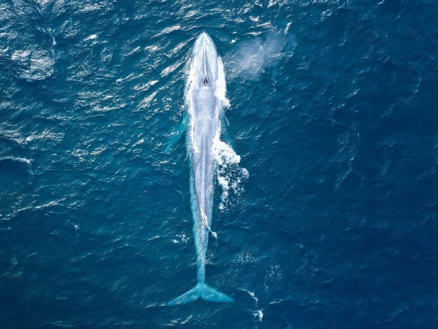 (影)25公尺巨大藍鯨出沒雪梨海岸　官方認證「百年來僅3次」！
